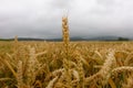 Wheat field under cloudy sky