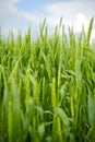 Wheat Field