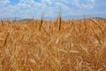Wheat field and cloudly sky Royalty Free Stock Photo
