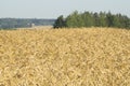 wheat field and clouds against blue sky