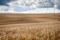 Wheat field Royalty Free Stock Photo