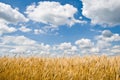 Wheat field and cloudy blue sky Royalty Free Stock Photo