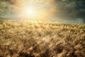 Wheat field, cloudy landscape at sunset