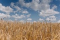 Wheat field and cloudy sky