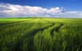 Wheat field before the cloudy sunset time in spring, Hungary Royalty Free Stock Photo