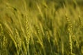 Wheat field with colors of sunset