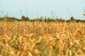 Wheat field. The concept of the global food crisis Royalty Free Stock Photo