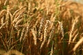 Wheat field. The concept of the global food crisis Royalty Free Stock Photo