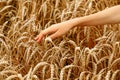 Wheat field. The concept of the global food crisis. A woman& x27;s hand runs through the ears of wheat Royalty Free Stock Photo