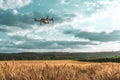 Wheat field and corn crop land, concept of using drones in agriculture Royalty Free Stock Photo