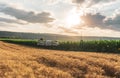 Wheat field and corn crop land, concept of using drones in agriculture Royalty Free Stock Photo