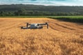 Wheat field and corn crop land, concept of using drones in agriculture Royalty Free Stock Photo