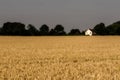 Wheat field country landscape. Soft countryside farmland image N