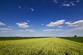 Wheat field and countryside scenery. Wheat Field and Clouds. Green Wheat field on sunny day, Blue sky Royalty Free Stock Photo