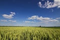 Wheat field and countryside scenery. Wheat Field and Clouds. Green Wheat field on sunny day, Blue sky Royalty Free Stock Photo