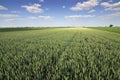 Wheat field and countryside scenery. Wheat Field and Clouds. Green Wheat field on sunny day, Blue sky Royalty Free Stock Photo