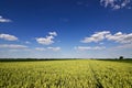 Wheat field and countryside scenery. Wheat Field and Clouds. Green Wheat field on sunny day, Blue sky Royalty Free Stock Photo