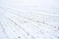 Wheat field covered with snow in winter season. Agricultural field of winter wheat under the snow. The green rows of Royalty Free Stock Photo