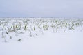 Wheat field covered with snow in winter season. Winter wheat. Green grass, lawn under the snow. Harvest in the cold Royalty Free Stock Photo