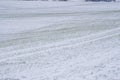 Wheat field covered with snow in winter season. Winter wheat. Green grass, lawn under the snow. Harvest in the cold