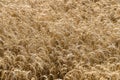 Wheat Field Crop Background Royalty Free Stock Photo