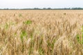 Wheat Field Crop Background Royalty Free Stock Photo