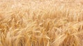 Wheat field crops. Golden wheat ears or barley harvest background. Wheat grain field farm - ripe grains, bran, agro. Organic food