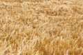 Wheat field crops. Golden wheat ears or barley harvest background. Wheat grain field farm - ripe grains, bran, agro. Organic food Royalty Free Stock Photo
