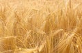 Wheat field crops. Golden wheat ears or barley harvest background. Wheat grain field farm - ripe grains, bran, agro