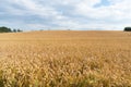 Wheat field in Denmark Royalty Free Stock Photo