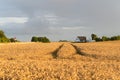 Wheat field in denmark Royalty Free Stock Photo