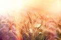 Wheat field, dusk in wheat field, sunset in wheat field Royalty Free Stock Photo