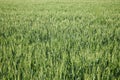 Wheat field in earing period