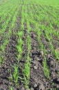 Wheat field in early spring. Photo of Wheat grass on the farmland Royalty Free Stock Photo