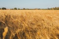 Wheat field in early summer at sunset