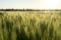 Wheat field