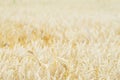 Wheat field, ears of cereals in the hot summer noon, selective focus Royalty Free Stock Photo