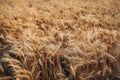 Wheat Field. Ears of wheat close up. Harvest and harvesting concept Royalty Free Stock Photo