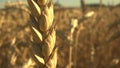Wheat Field. Ears of wheat close up. Harvest and harvesting concept. Macro shot. Grown crop before harvesting. Gpld sun