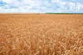 Wheat field. Ears of golden wheat . Background of ripening ears of wheat field. Rich harvest Concept Royalty Free Stock Photo