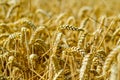 Wheat field. Ears of golden wheat close up Royalty Free Stock Photo