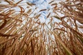 Wheat field. Ears of golden wheat close up. Background of ripening ears of meadow wheat field. Bottom up view.