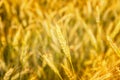 Wheat field. Ears of golden wheat close up. Background of ripening ears of meadow wheat field. Rich harvest Concept. Ads. Royalty Free Stock Photo