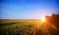 Wheat field. Ears of golden wheat close up. Beautiful Nature Sunset Landscape Royalty Free Stock Photo