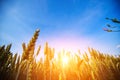 Wheat field. Ears of golden wheat close up. Beautiful Nature Sunset Landscape