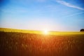 Wheat field. Ears of golden wheat close up. Beautiful Nature Sunset Landscape Royalty Free Stock Photo