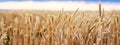 Wheat Field Ears Golden Wheat Close Royalty Free Stock Photo