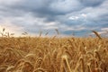Wheat field. Ears of golden wheat close up. Beautiful Nature Sunset Landscape. Rural Scenery. Background of ripening ears of Royalty Free Stock Photo