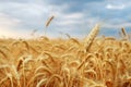 Wheat field. Ears of golden wheat close up. Beautiful Nature Sunset Landscape. Rural Scenery. Background of ripening ears of Royalty Free Stock Photo