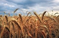 Wheat field. Ears of golden wheat close up. Beautiful Nature Sunset Landscape. Rural Scenery. Background of ripening ears of Royalty Free Stock Photo